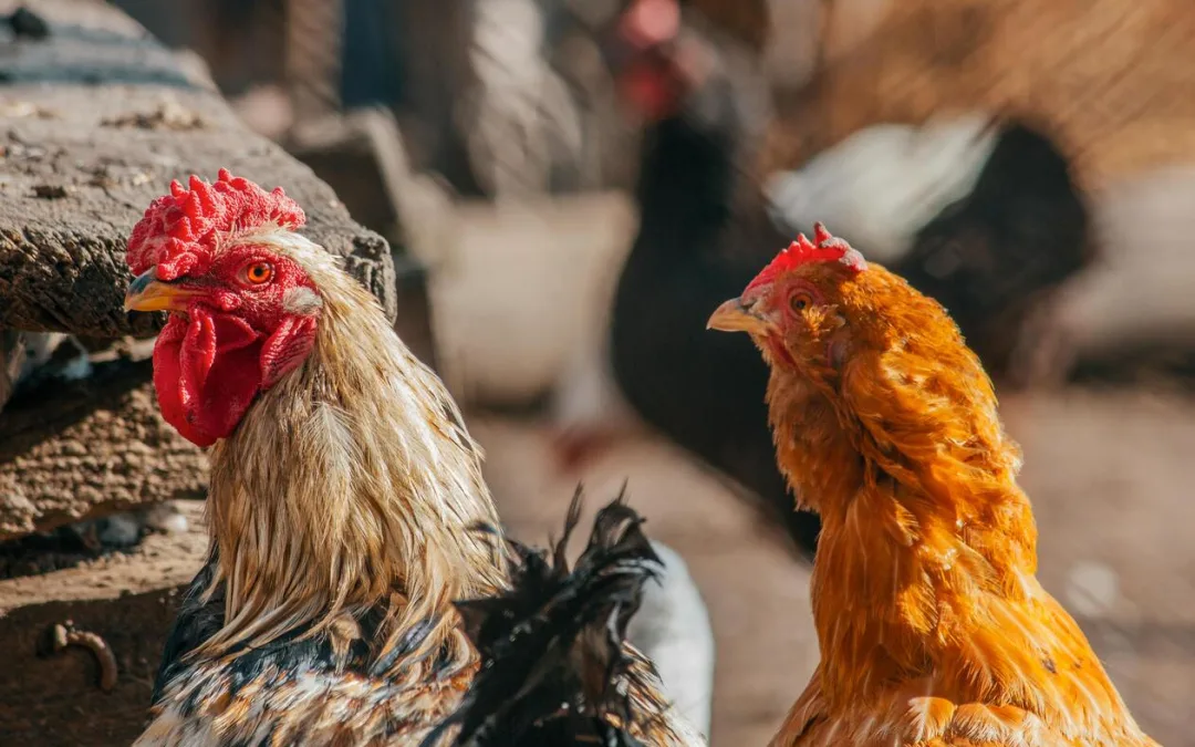 Halal kip, is het wel echt halal?